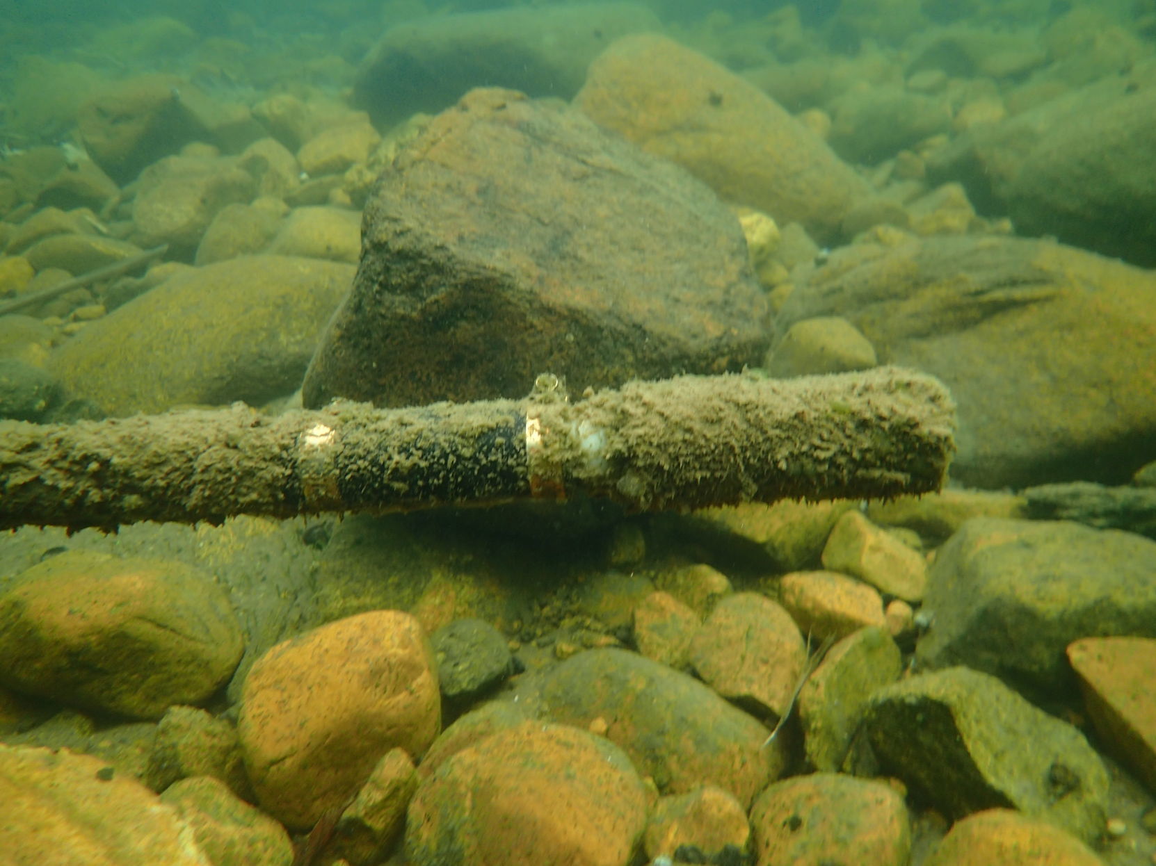 Algae on water intake pipes